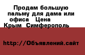 Продам большую пальму для дама или офиса › Цена ­ 5 000 - Крым, Симферополь  »    
